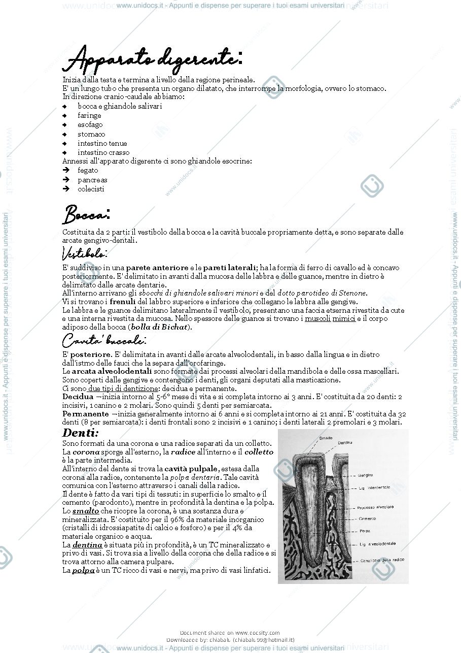 Anteprima pagina 2 — Anatomia apparato digerente 