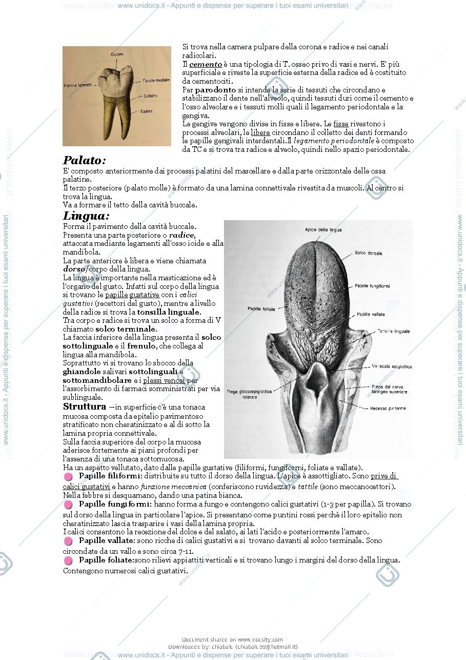 Anteprima pagina 3 — Anatomia apparato digerente 