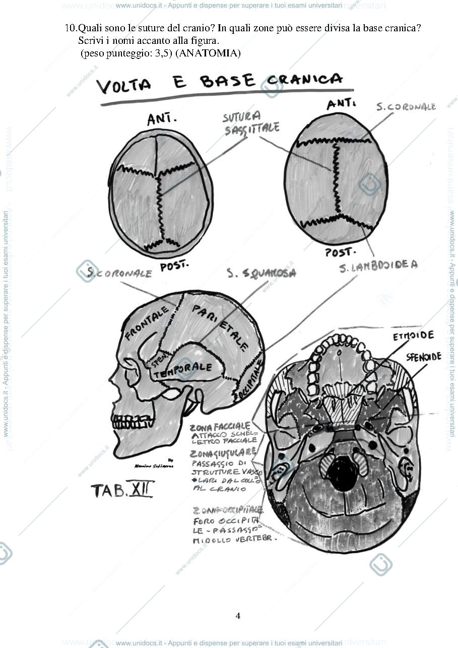 Anteprima pagina 4 — Quiz anatomia esame