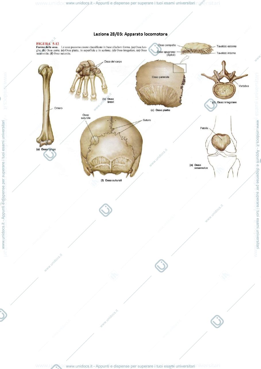 Anteprima pagina 1 — Anatomia 