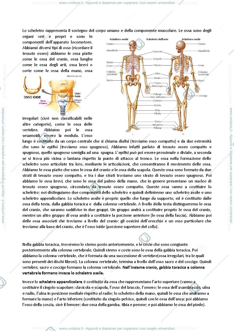 Anteprima pagina 2 — Anatomia 