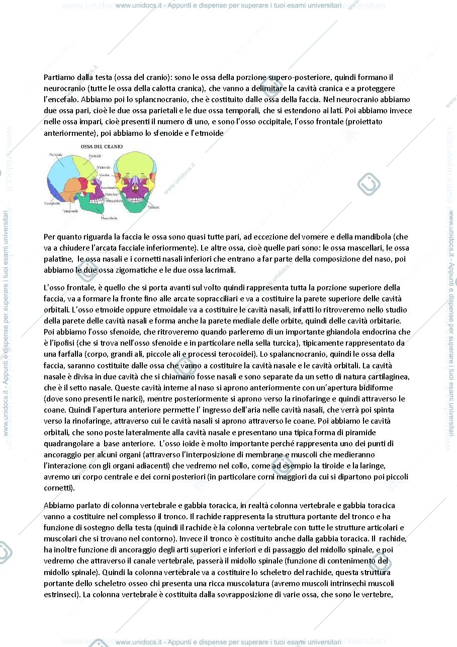 Anteprima pagina 3 — Anatomia 