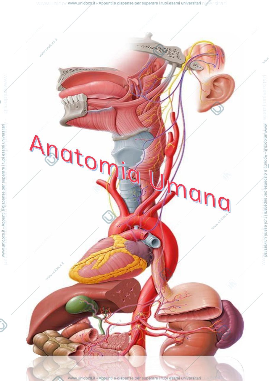 Anteprima pagina 1 — Anatomia Umana 