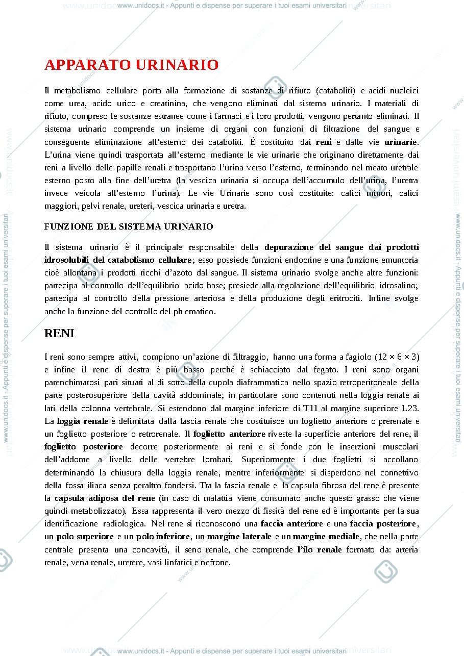 Anteprima pagina 1 — sistema urinario