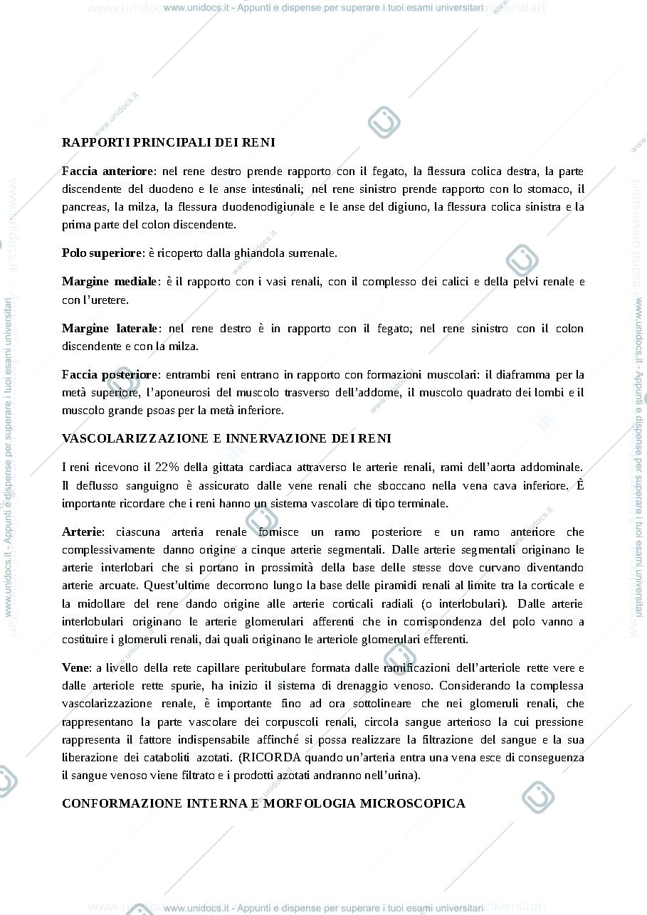 Anteprima pagina 2 — sistema urinario