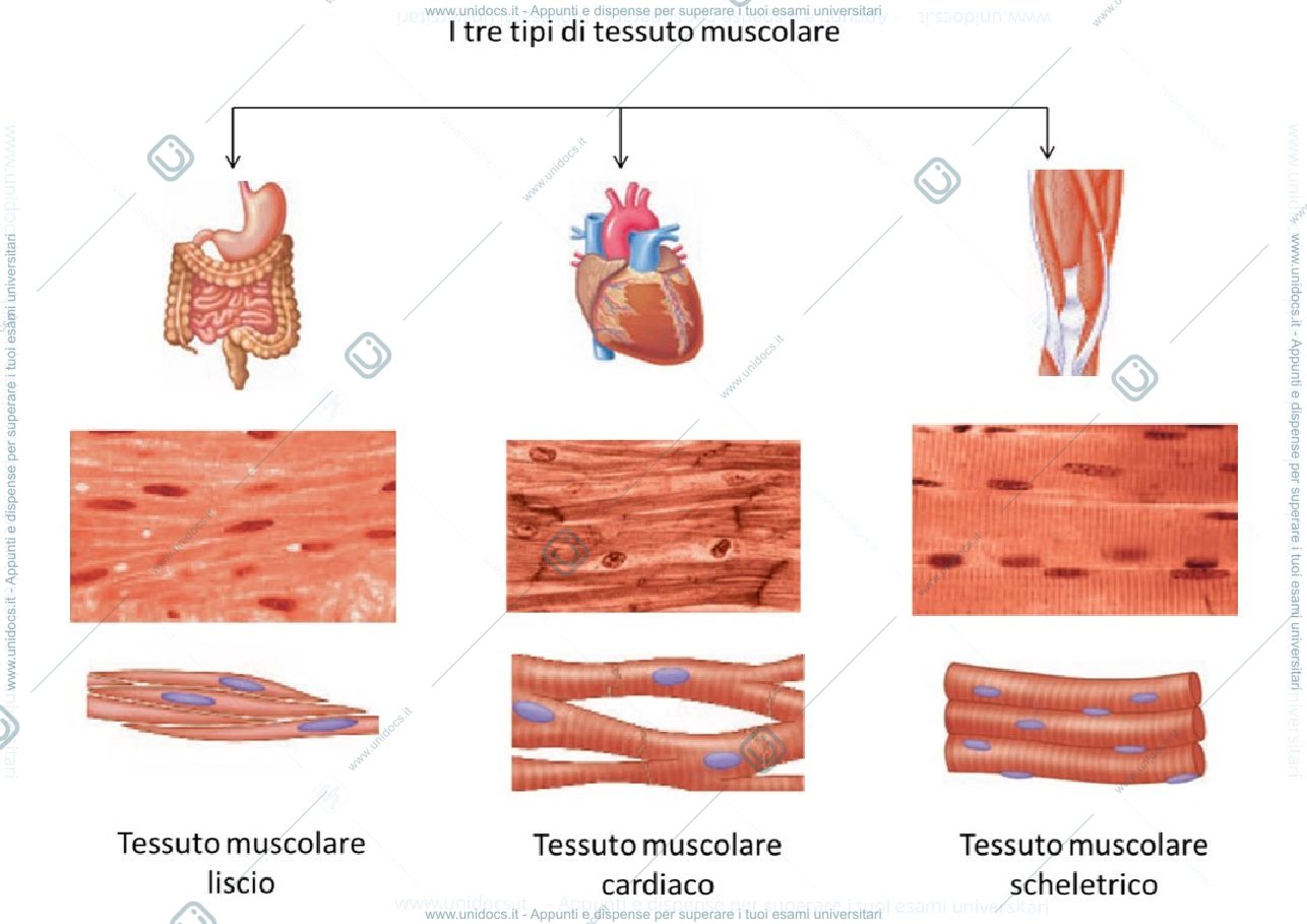 Anteprima pagina 1 — Tessuto muscolare