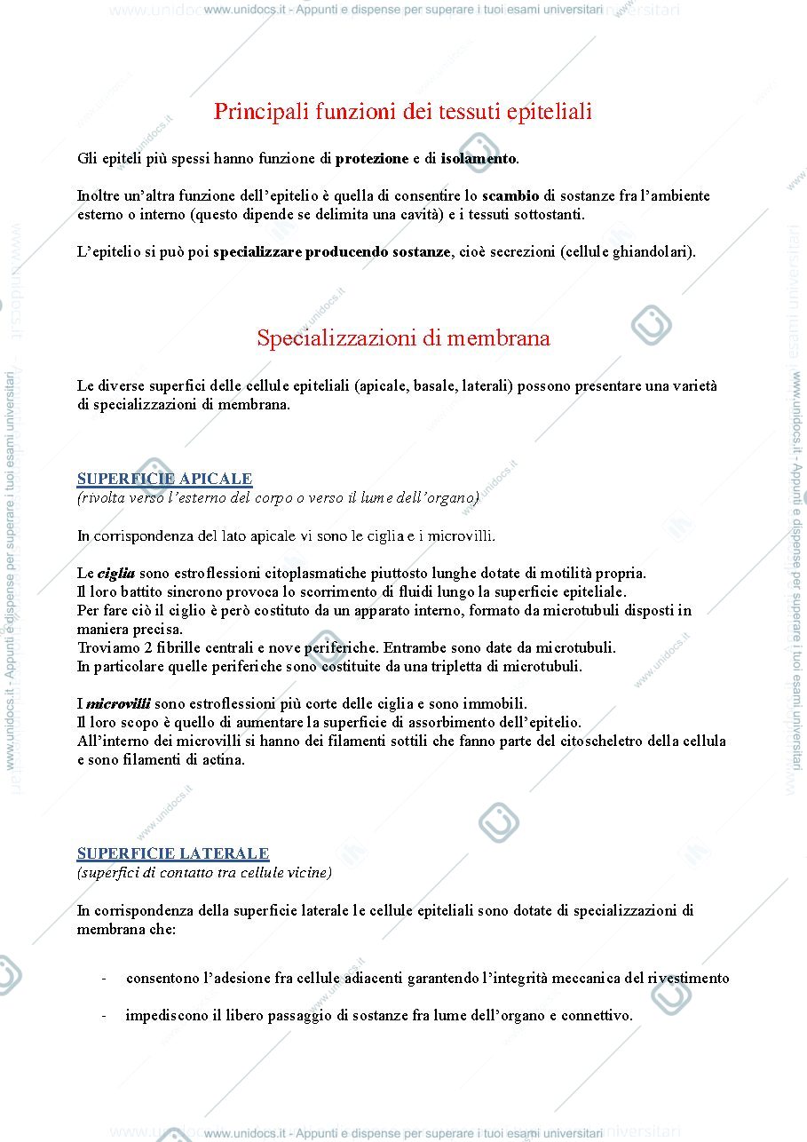 Anteprima pagina 3 — tessuto epiteliale