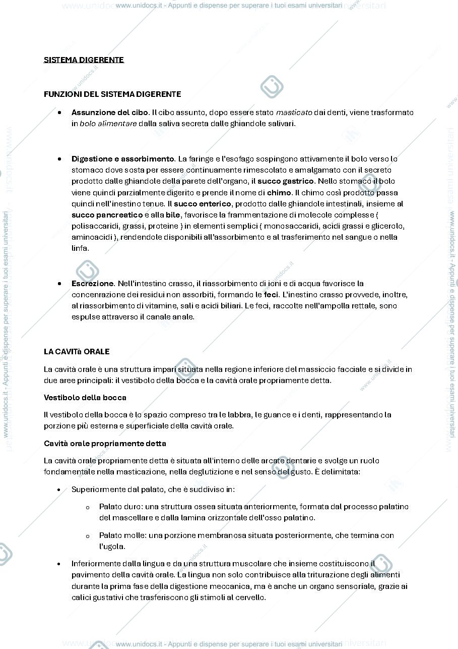 Anteprima pagina 1 — Antomia Umana ( apparato digerente )