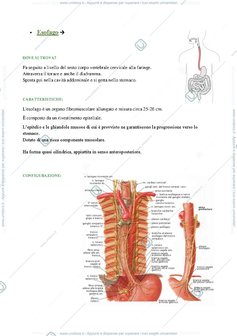 Anteprima pagina 1 — esofago e peritoneo