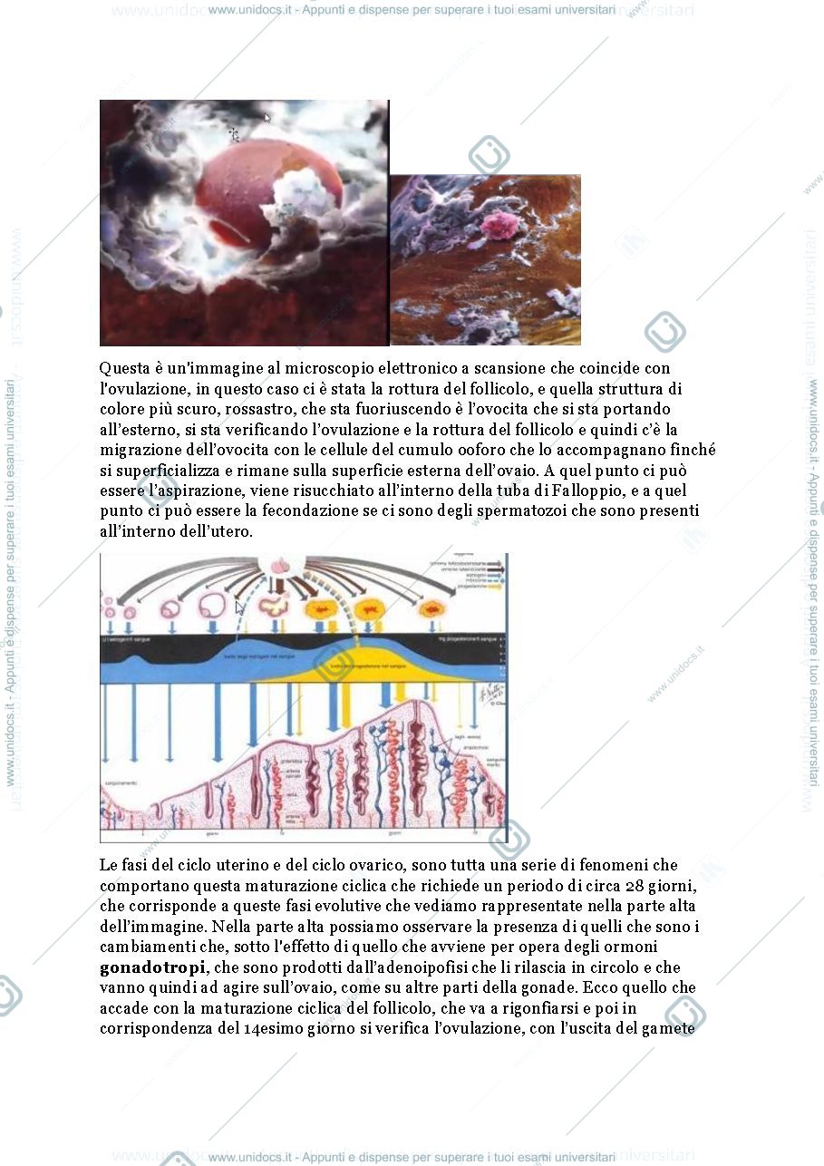 Anteprima pagina 3 — Apparato riproduttivo femminile