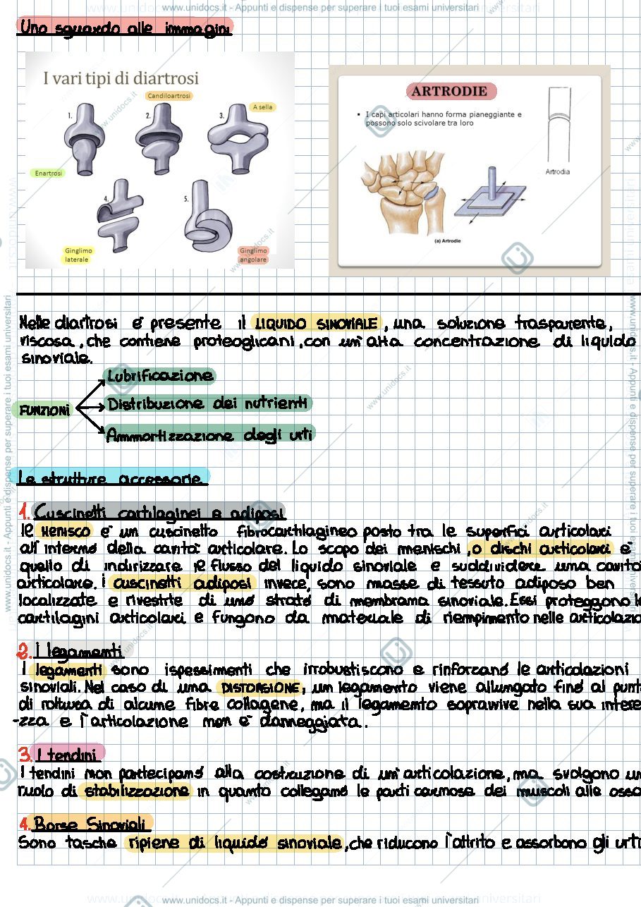 Anteprima pagina 2 — Appunti di Anatomia_ARTICOLAZIONI