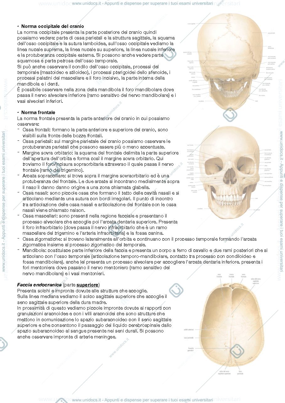 Anteprima pagina 2 — Anatomia regionale