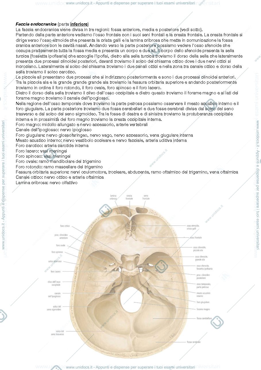 Anteprima pagina 3 — Anatomia regionale