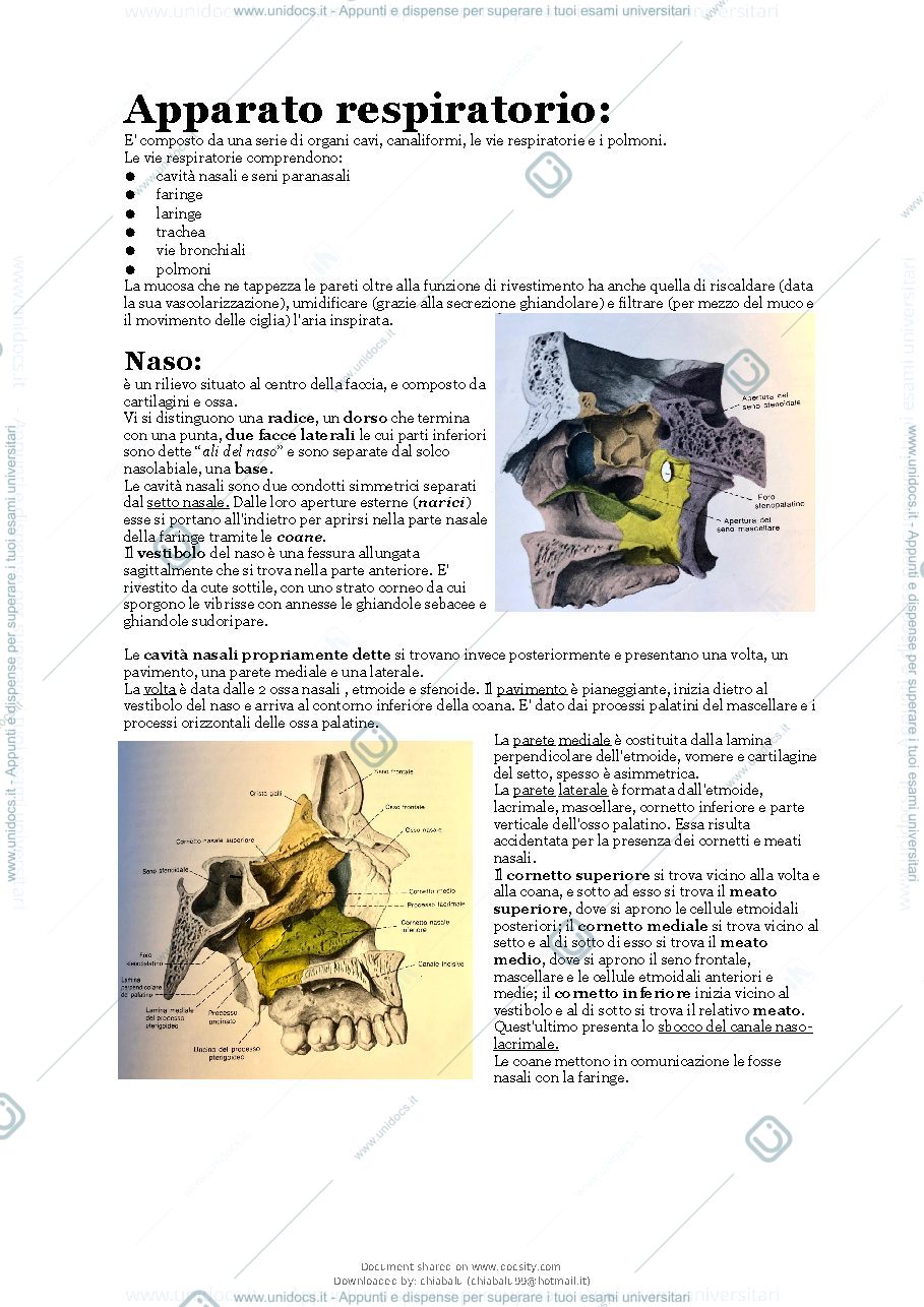 Anteprima pagina 2 — Anatomia apparato respiratorio 