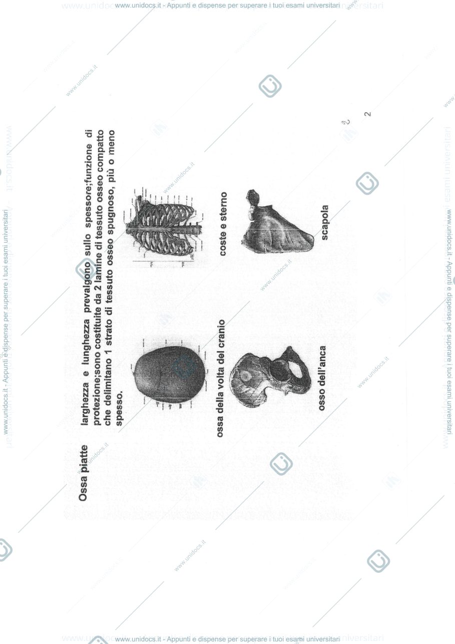 Anteprima pagina 3 — anatomia umana