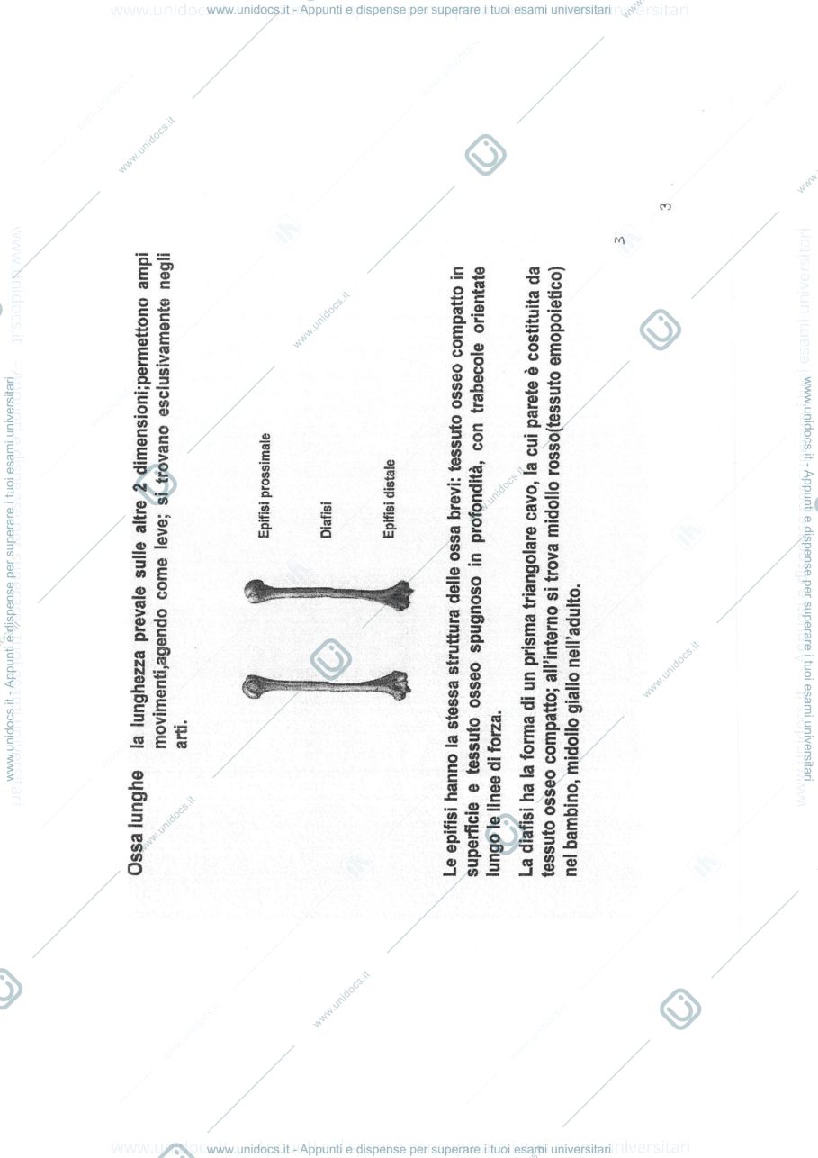 Anteprima pagina 4 — anatomia umana