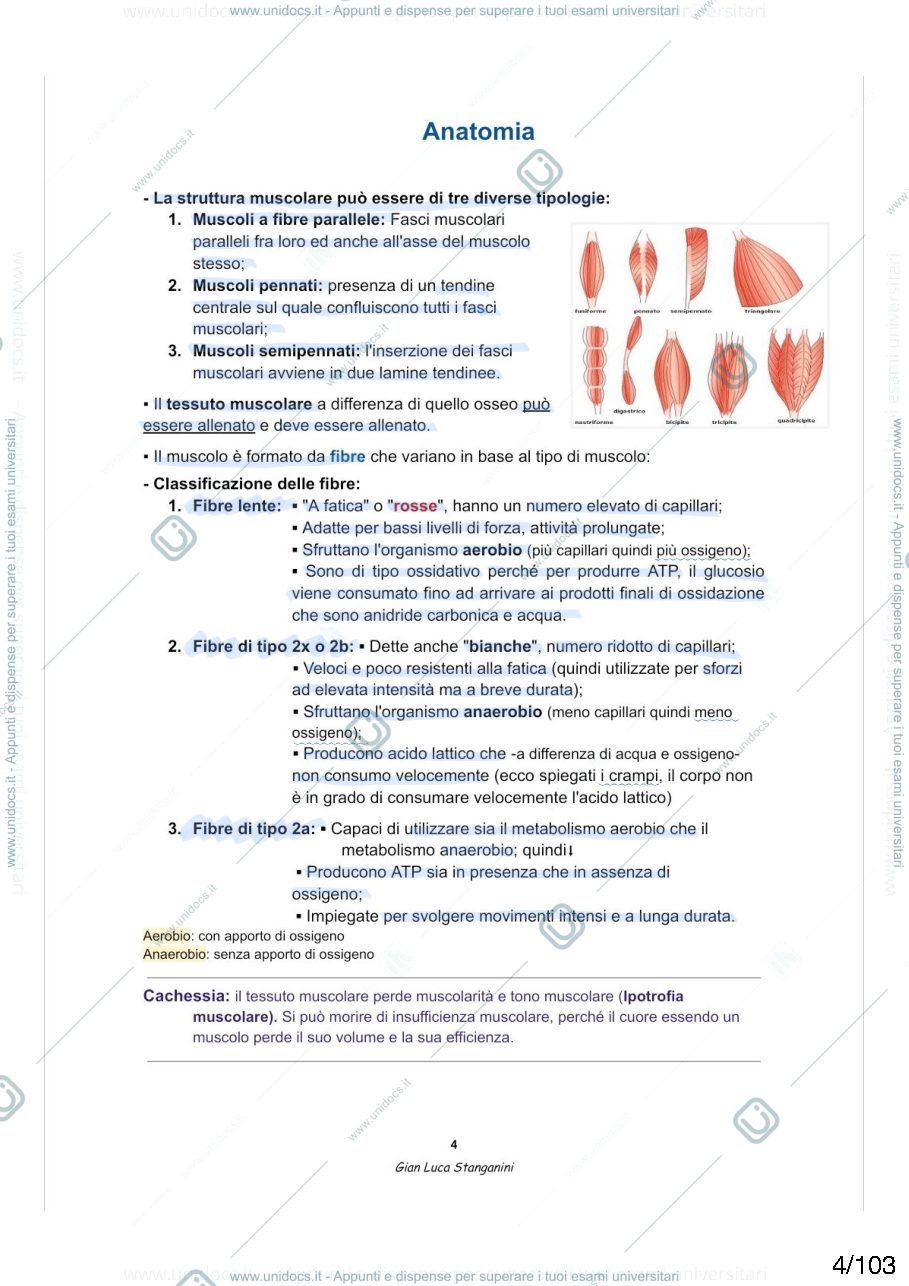 Anteprima pagina 4 —  Anatomia umana 