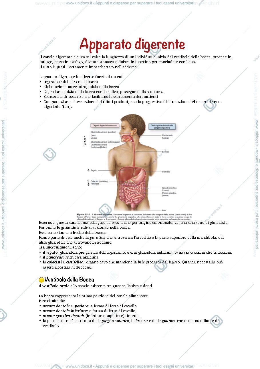 Anteprima pagina 1 — anatomia