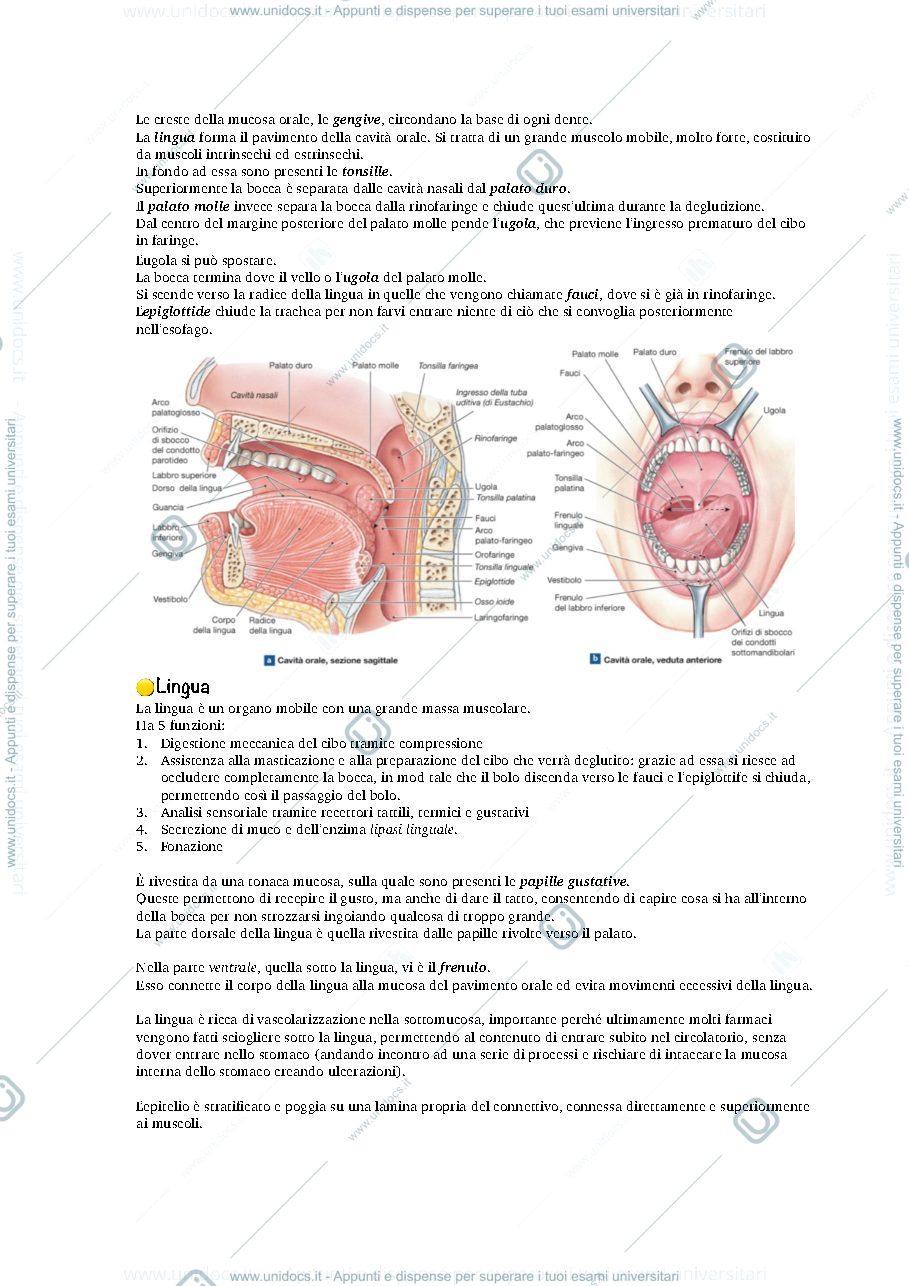 Anteprima pagina 2 — anatomia