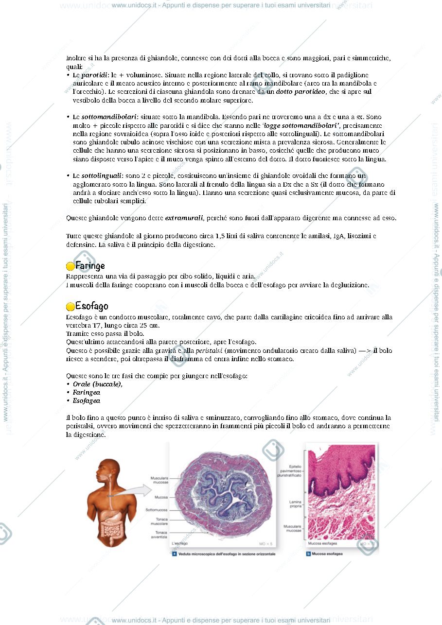 Anteprima pagina 3 — anatomia