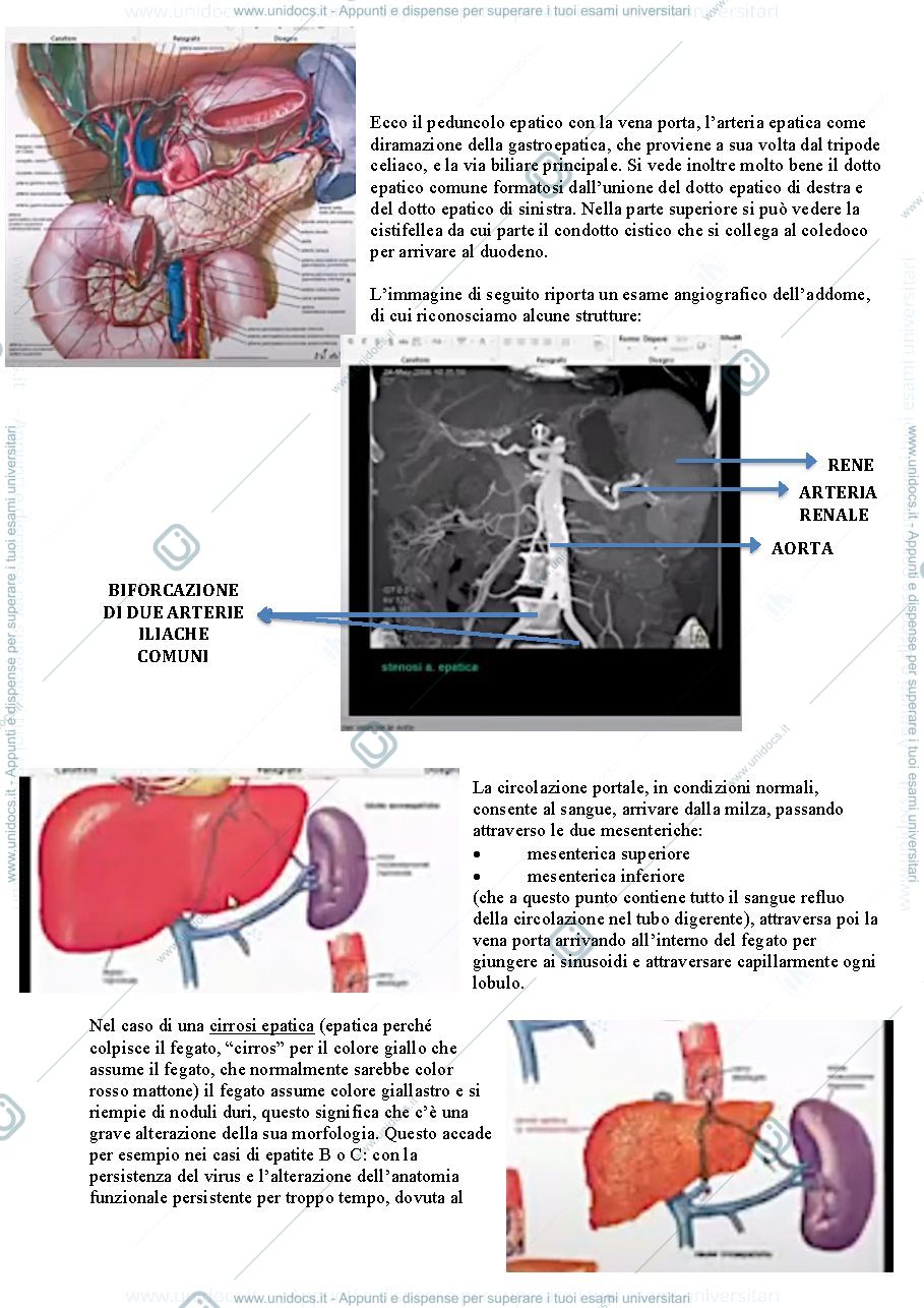 Anteprima pagina 2 — fegato