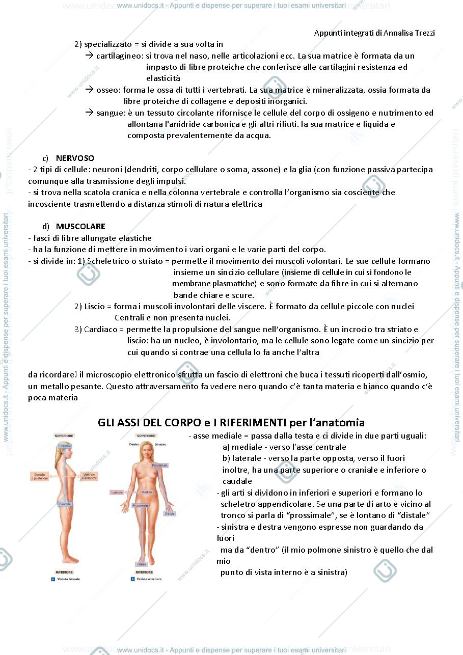 Anteprima pagina 2 — Anatomia umana 