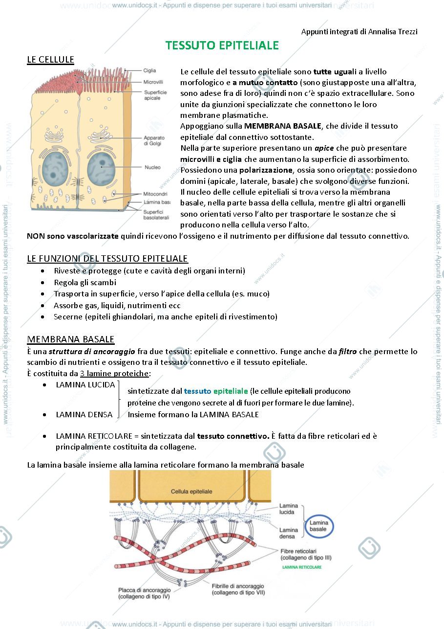 Anteprima pagina 4 — Anatomia umana 