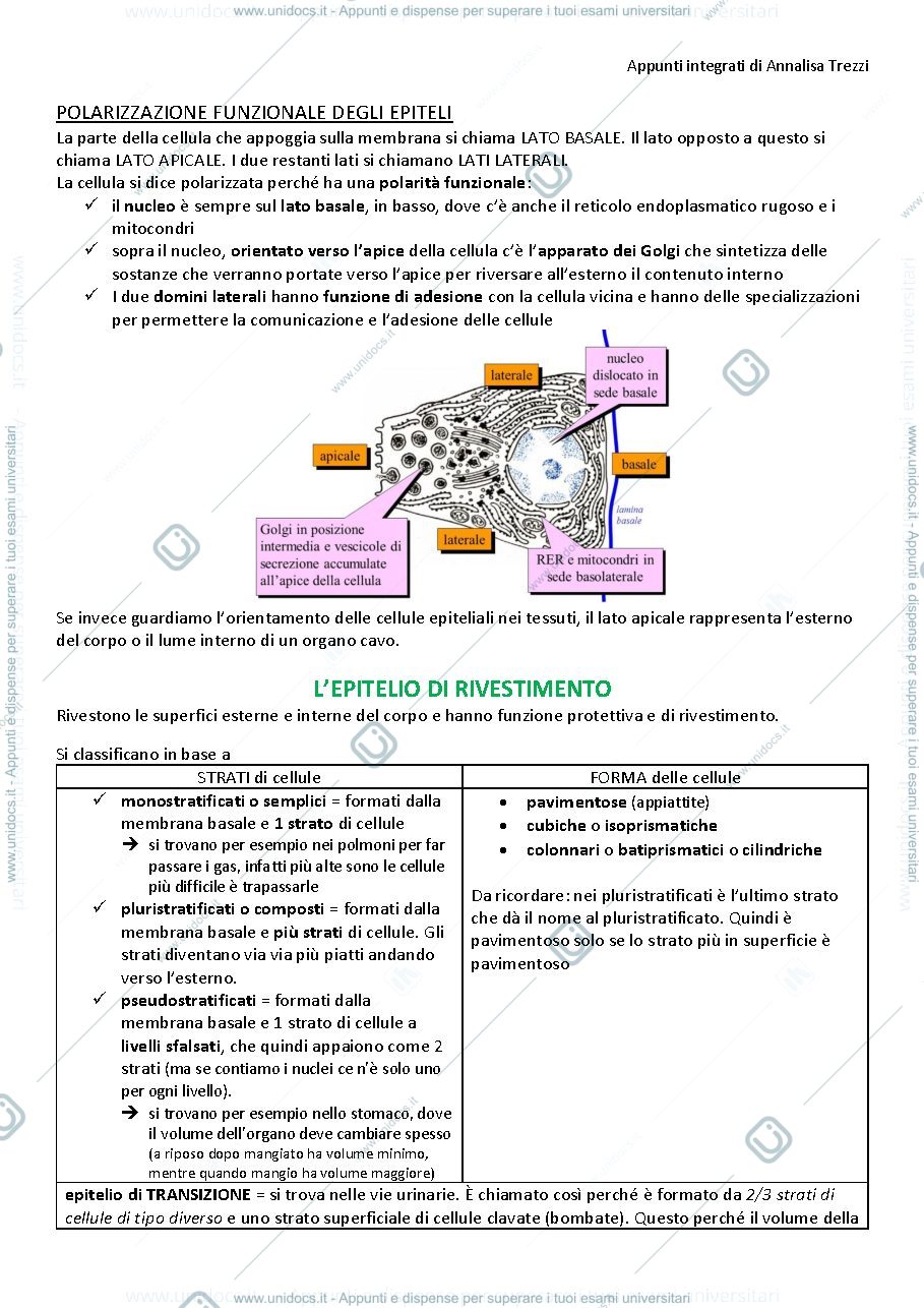 Anteprima pagina 5 — Anatomia umana 