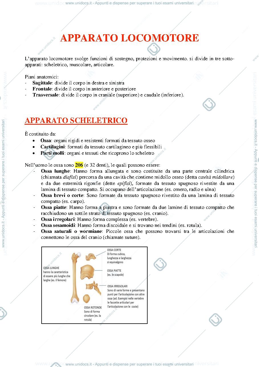 Anteprima pagina 2 — anatomia 