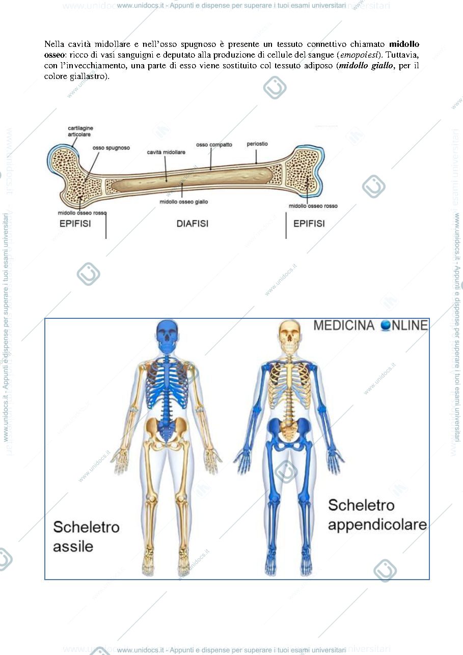 Anteprima pagina 3 — anatomia 