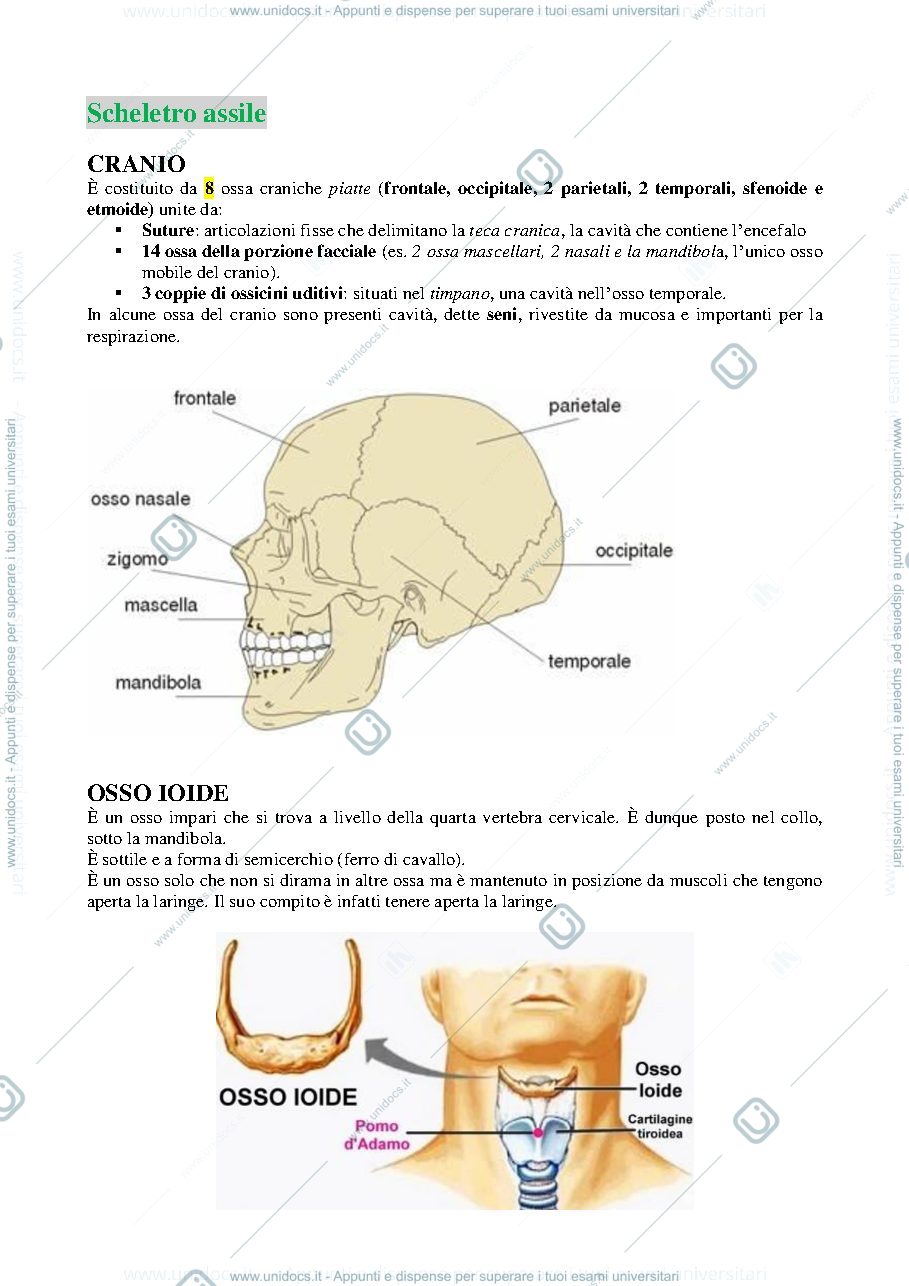 Anteprima pagina 4 — anatomia 