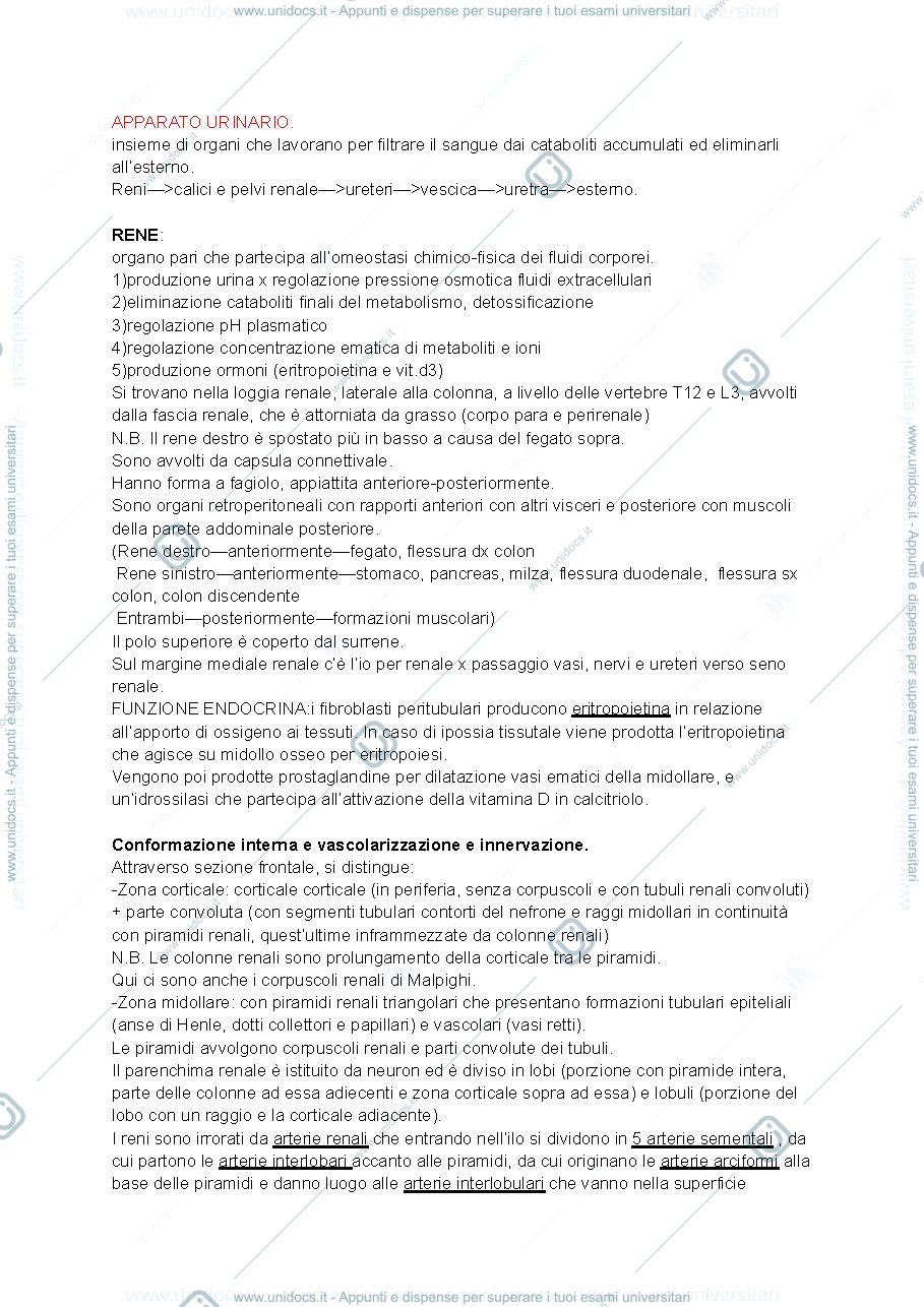Anteprima pagina 1 — sistema urinario 