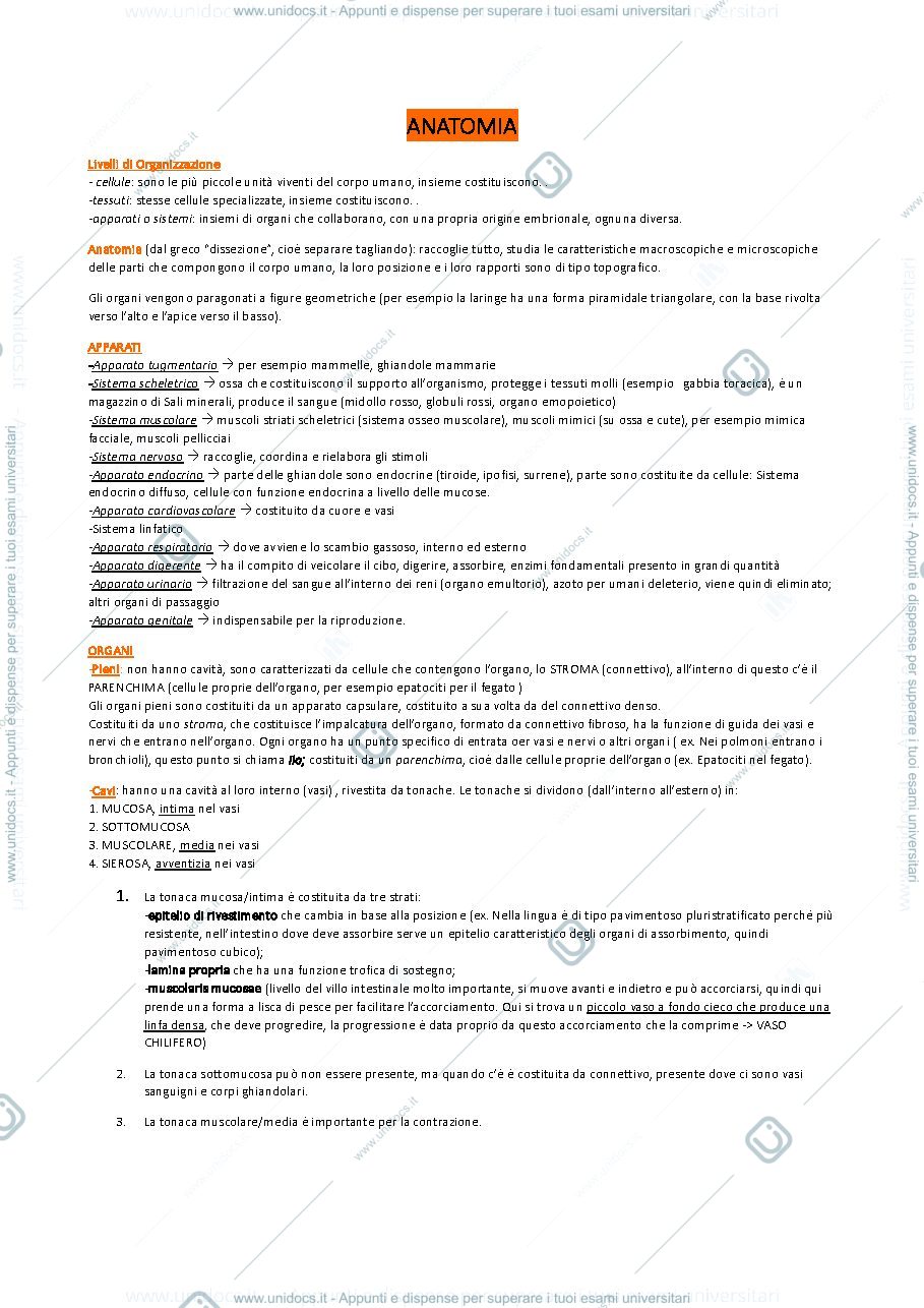 Anteprima pagina 1 — Corso completo di Anatomia Umana della Prof.ssa Lenzi