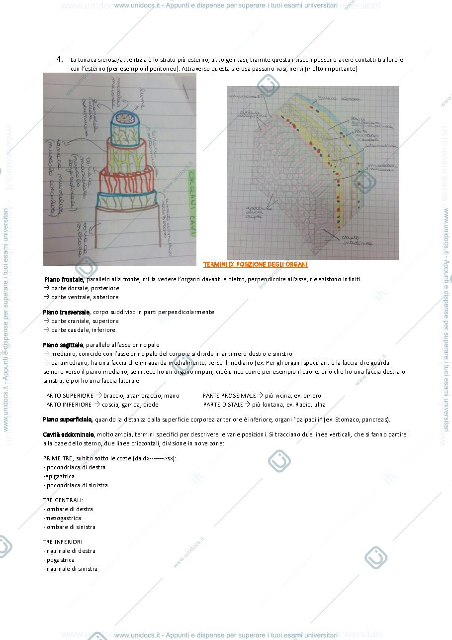 Anteprima pagina 2 — Corso completo di Anatomia Umana della Prof.ssa Lenzi