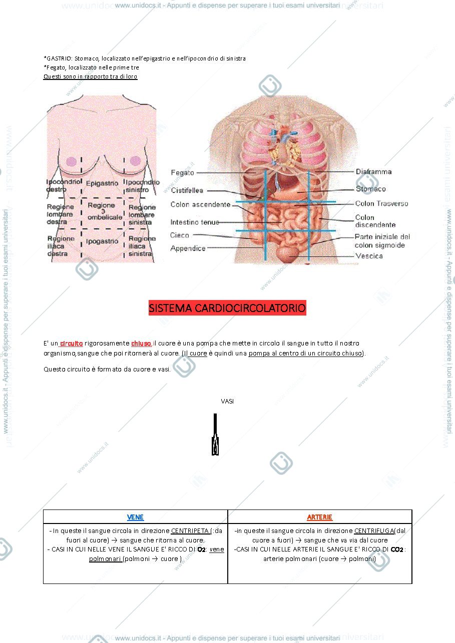 Anteprima pagina 3 — Corso completo di Anatomia Umana della Prof.ssa Lenzi