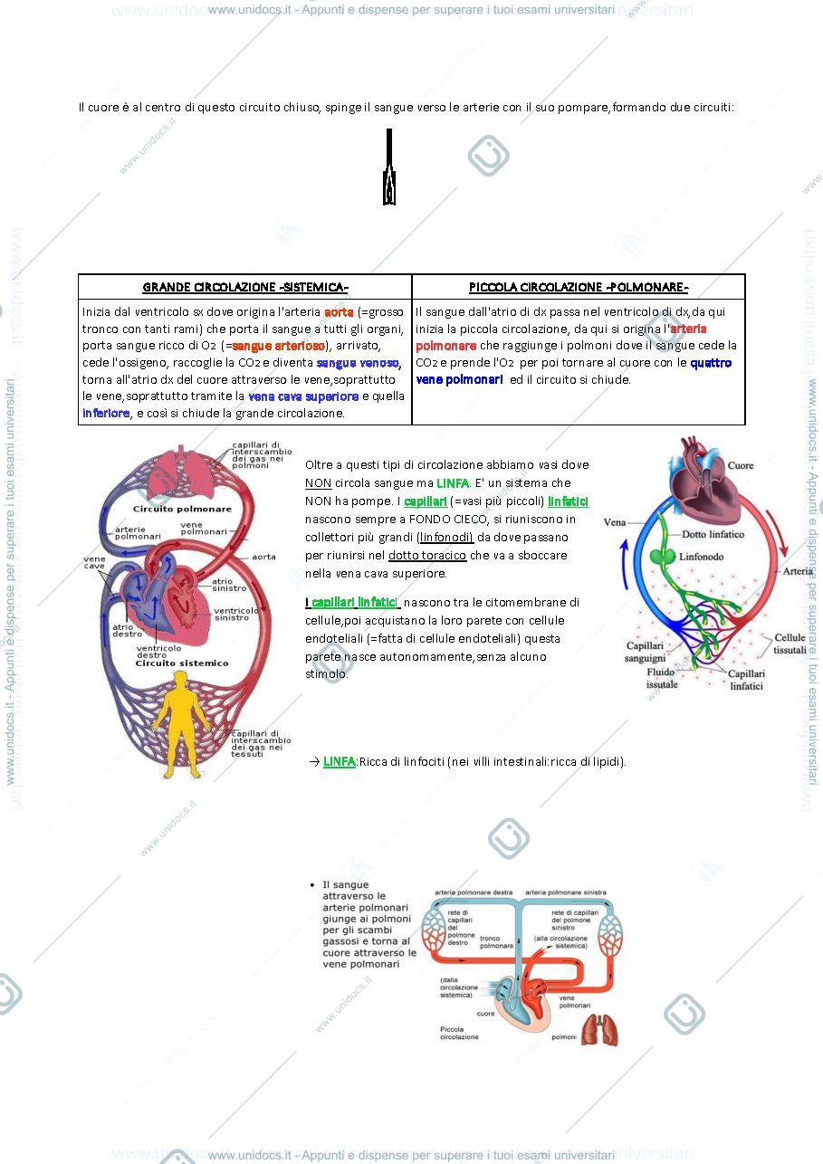 Anteprima pagina 4 — Corso completo di Anatomia Umana della Prof.ssa Lenzi