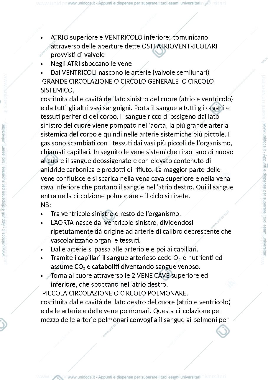 Anteprima pagina 3 — anatomia