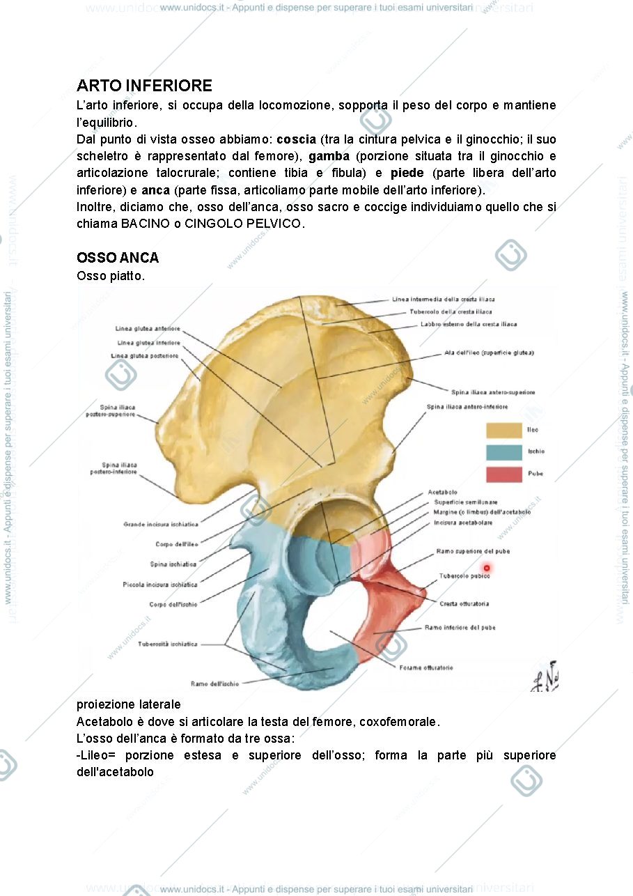 Anteprima pagina 1 — arto inferiore