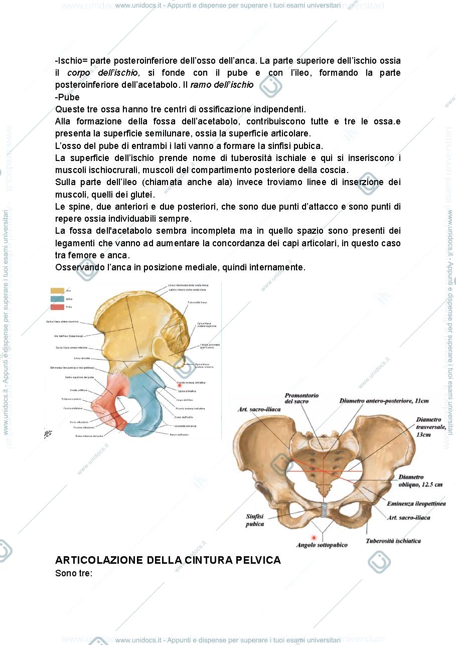 Anteprima pagina 2 — arto inferiore