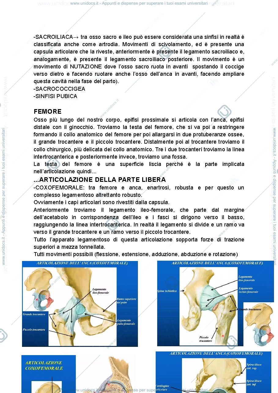 Anteprima pagina 3 — arto inferiore