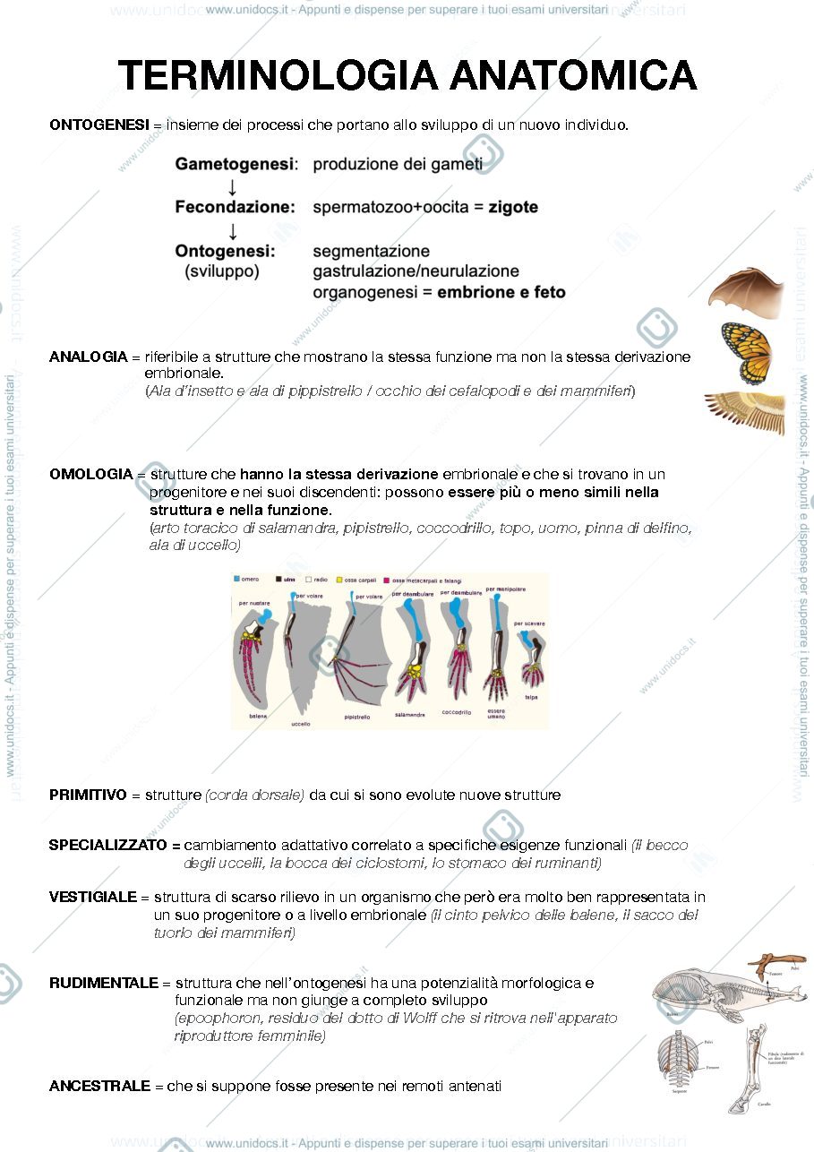 Anteprima pagina 1 — Terminologia veterinaria