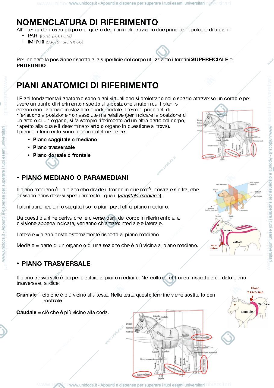 Anteprima pagina 2 — Terminologia veterinaria