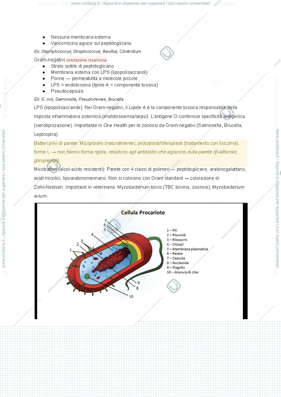 Anteprima pagina 2 — cellula batterica