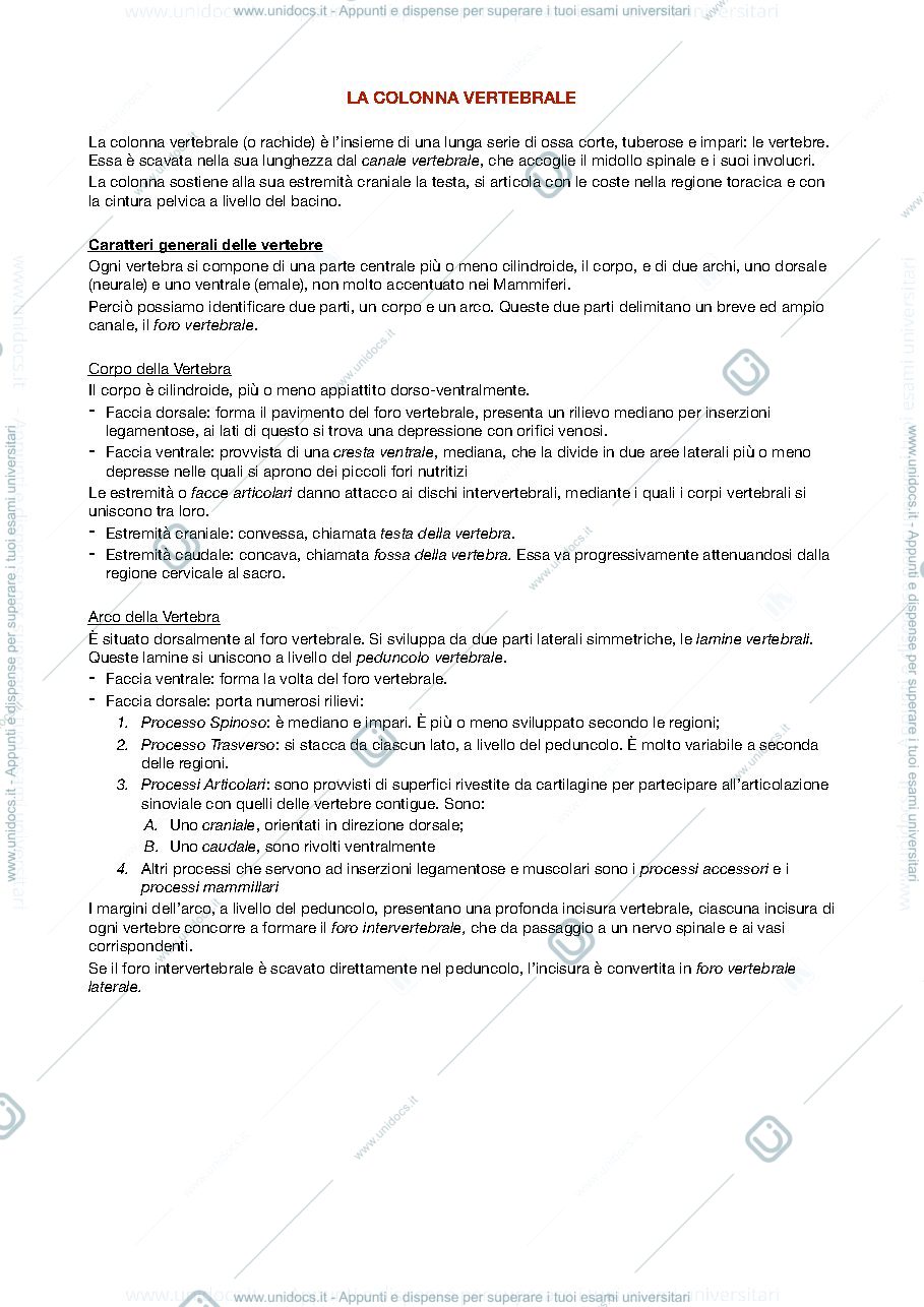 Anteprima pagina 1 — Osteologia: la colonna vertebrale