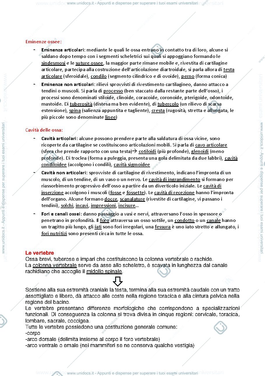 Anteprima pagina 2 — osteologia