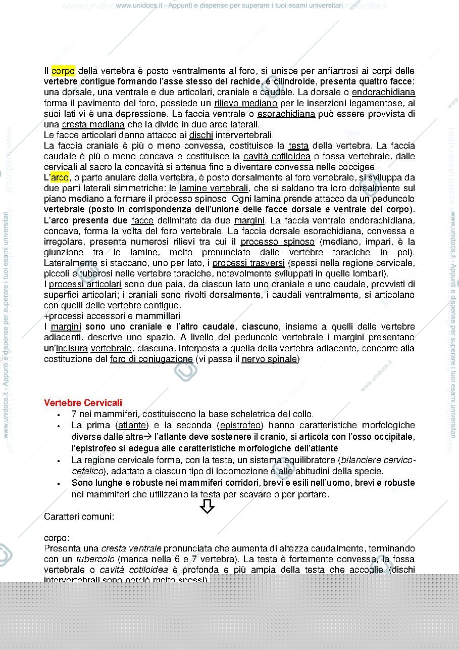 Anteprima pagina 3 — osteologia