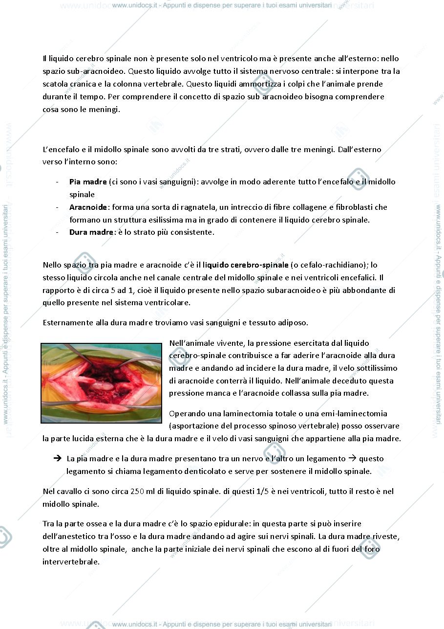 Anteprima pagina 3 — Anatomia II