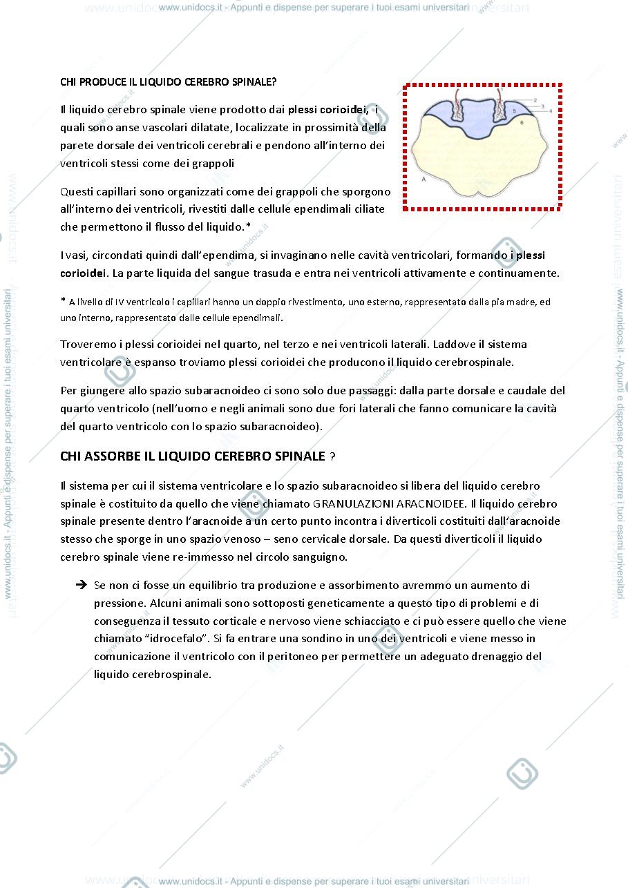 Anteprima pagina 4 — Anatomia II