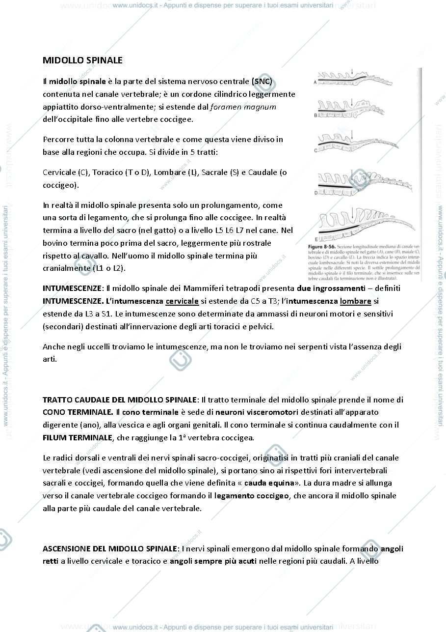 Anteprima pagina 5 — Anatomia II