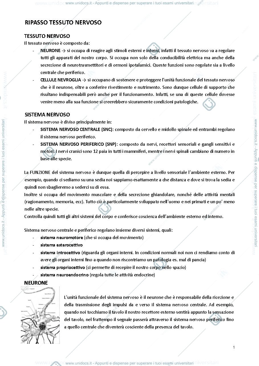Anteprima pagina 1 — Neuroanatomia 